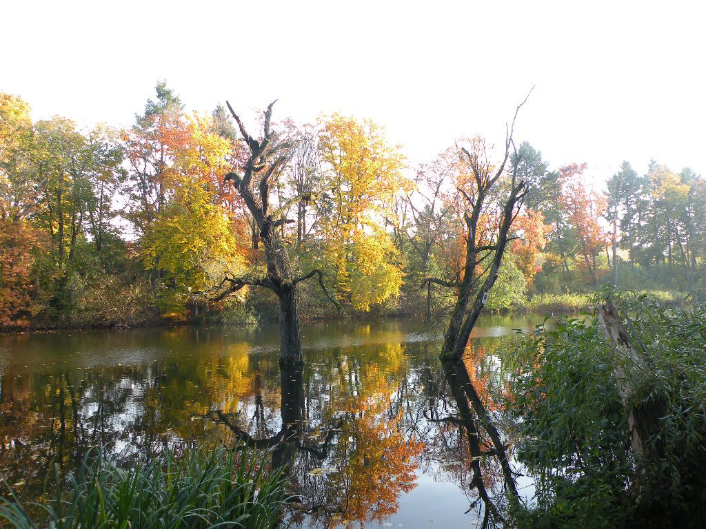 Der Möwensee am Nordostrand des Volksparks Rehberge an der Afrikanischen Straße