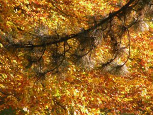 Nadelbaum und Herbstlaub