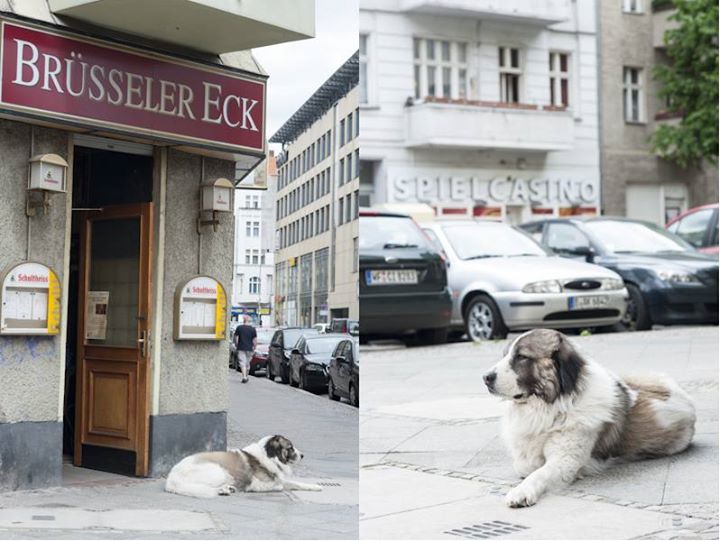 Kneipe, Hund, Brüsseler Eck
