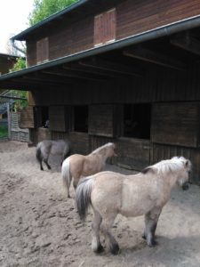 Kinderfarm Ponyhof