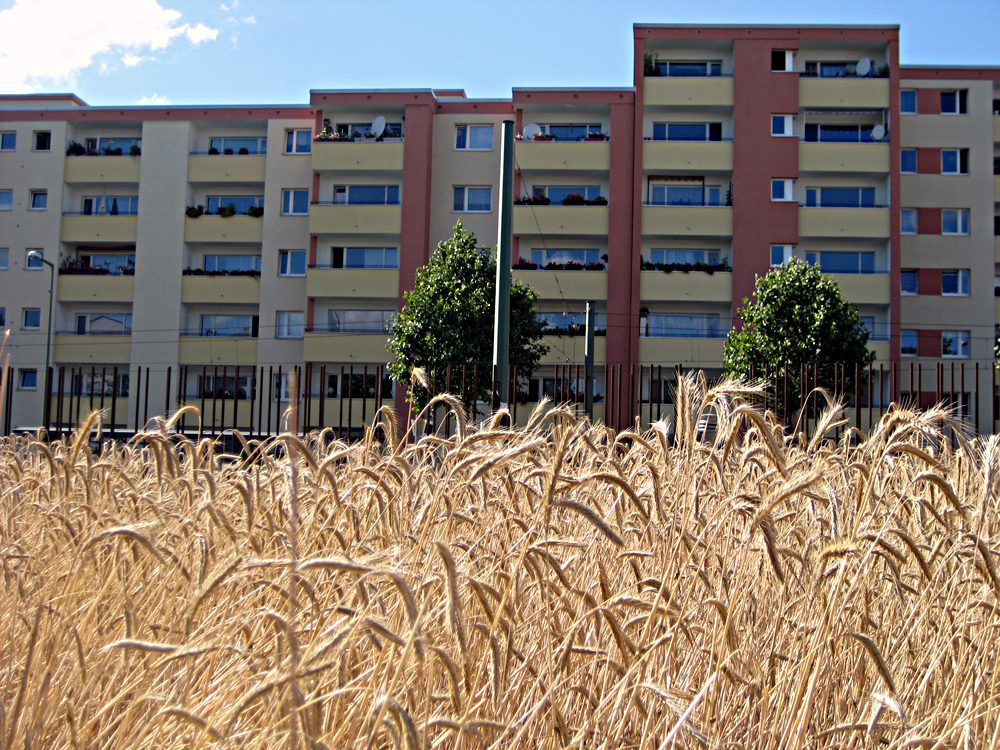 Das Getreidefeld, im Hintergrund die Häuser des Brunnenviertels. Foto: Hensel
