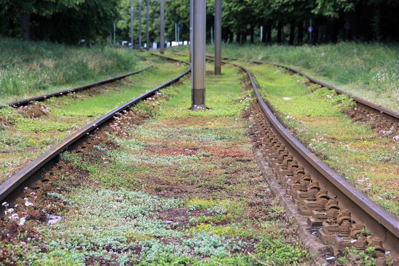 Nicht irgendwie bewachsen, sondern bewusst begrünt sind die Gleise in der Osloer Straße. Foto: D. Hensel