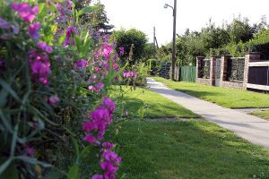 Blühende Blumen in der Kleingarnanlage. Foto: Hensel