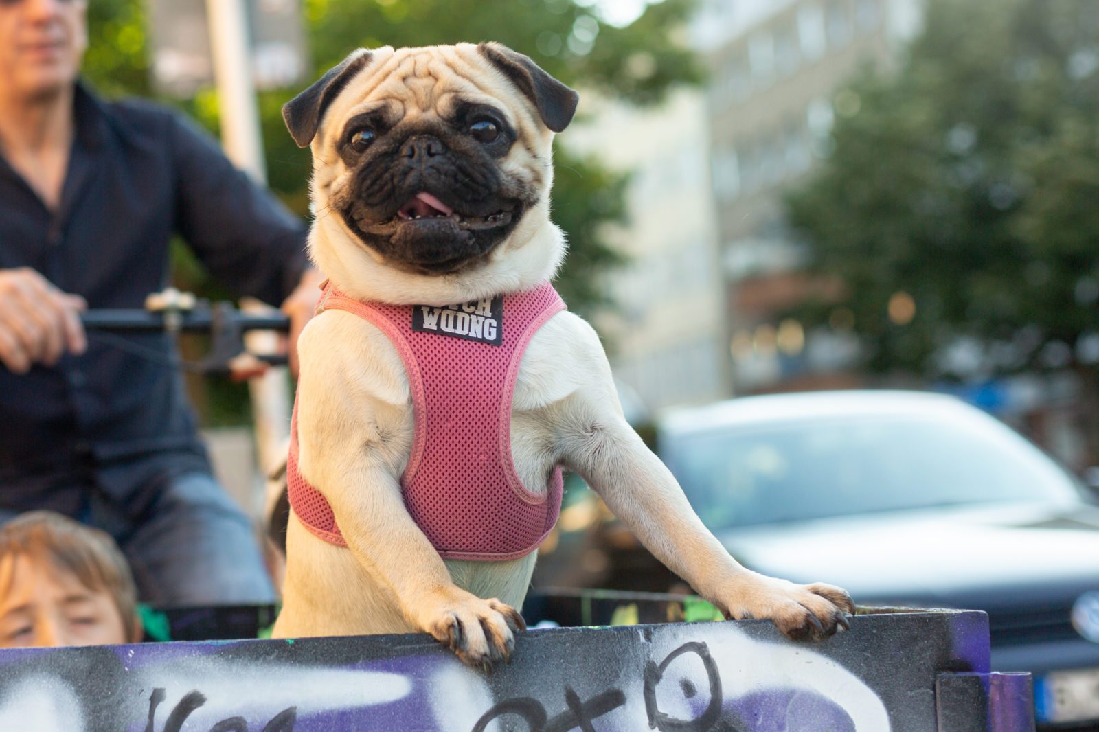 Hund wird im Lastenrad gefahren