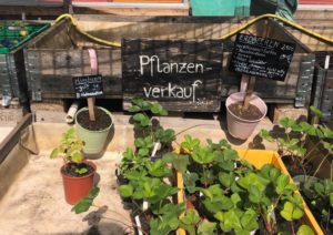 Pflanzen zum Verkauf