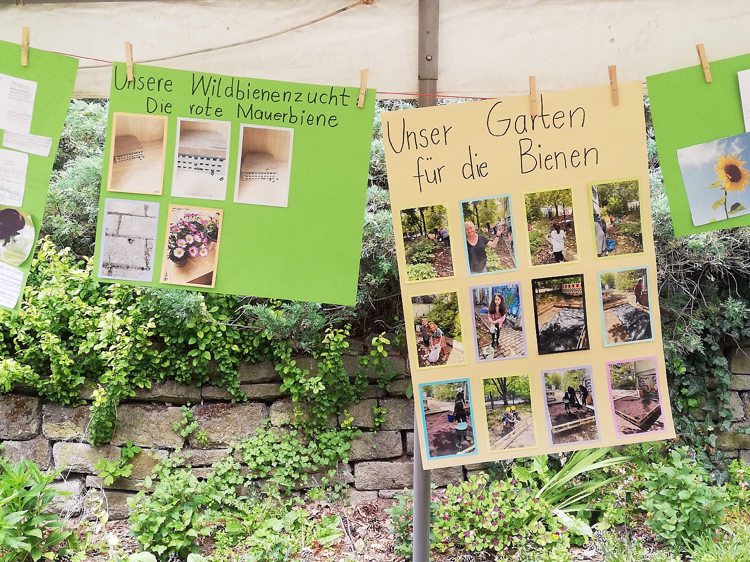 Blick auf die Präsentation des Wildbienenprojekts von der Gustav-Falke-Grundschule. Foto: Hensel