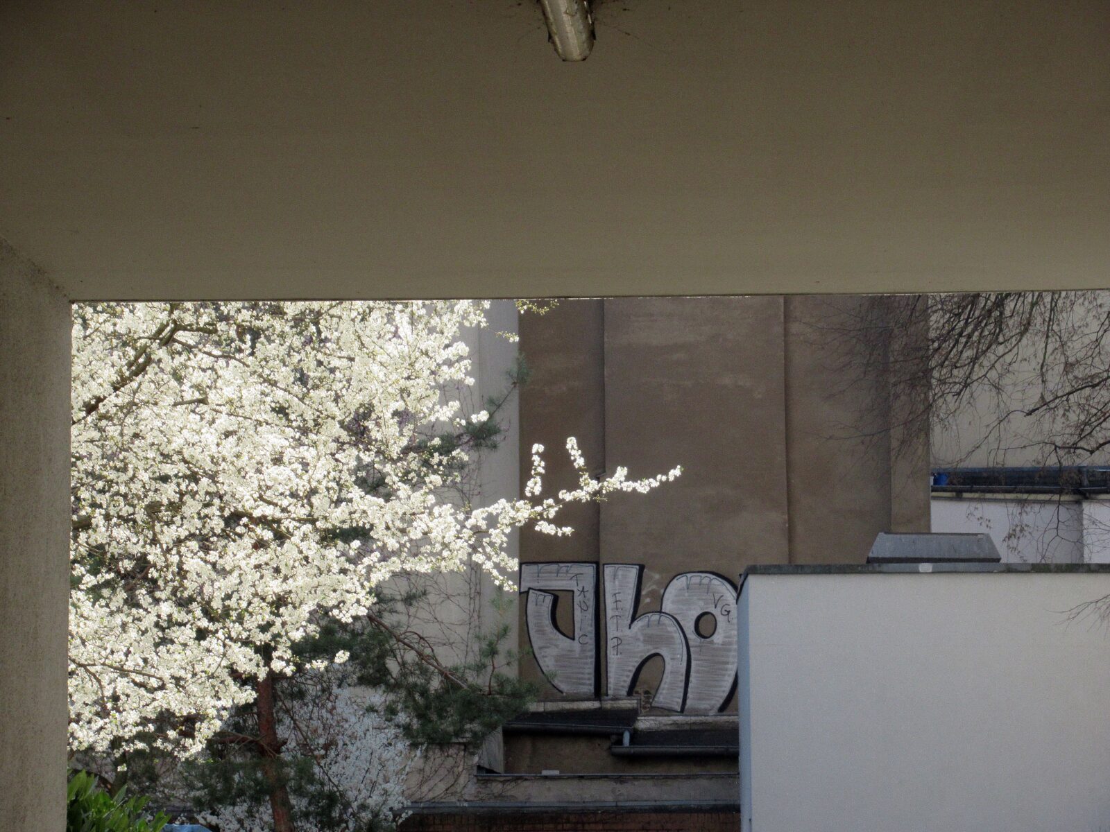 Blühender Kirschbaum in einem Innenhof an der Seestraße