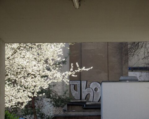 Blühender Kirschbaum in einem Innenhof an der Seestraße